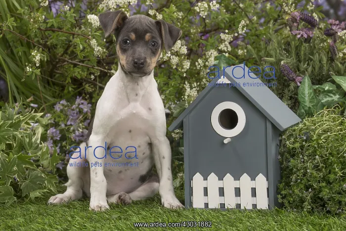: Brazilian Terrier puppy outdoors in the garden : Brazilian Terrier puppy outdoors in the garden