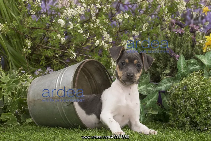 : Brazilian Terrier puppy outdoors in the garden : Brazilian Terrier puppy outdoors in the garden