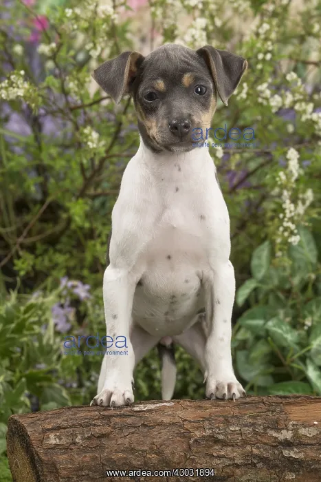  : Brazilian Terrier puppy outdoors in the garden