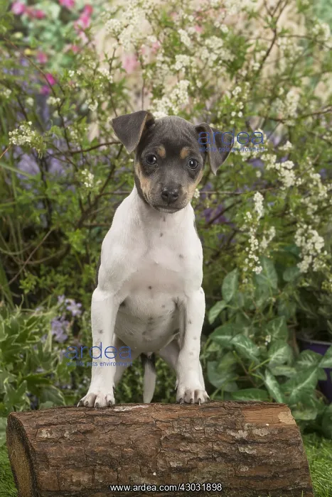 : Brazilian Terrier puppy outdoors in the garden : Brazilian Terrier puppy outdoors in the garden