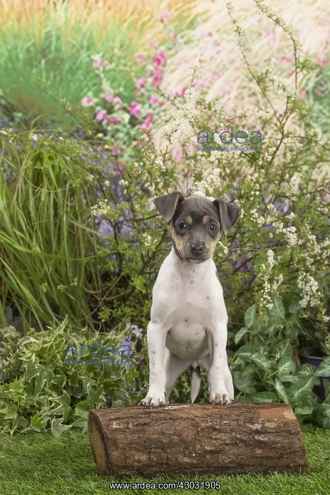 : Brazilian Terrier puppy outdoors in the garden : Brazilian Terrier puppy outdoors in the garden