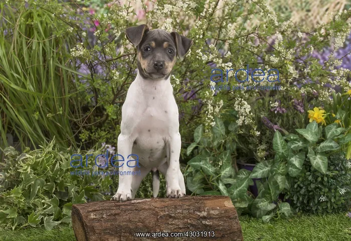 : Brazilian Terrier puppy outdoors in the garden : Brazilian Terrier puppy outdoors in the garden