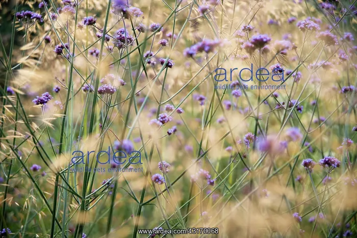 : Brazilian verbena, Verbena bonariensis, a mass of transparen : Brazilian verbena, Verbena bonariensis, a mass of transparen