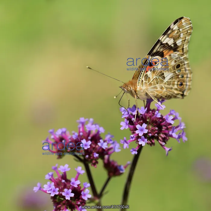 : Brazilian Verbena, Verbena bonariensis, with a Painted Lady