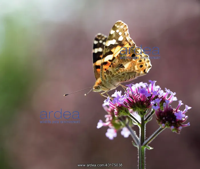 : Brazilian Verbena, Verbena bonariensis with a Painted Lady b : Brazilian Verbena, Verbena bonariensis with a Painted Lady b