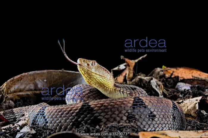 : Brazil's Lancehead (Bothrops brazili) specimen from : Brazil's Lancehead (Bothrops brazili) specimen from