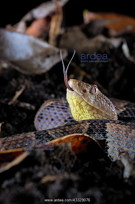 : Brazil's Lancehead (Bothrops brazili) specimen from : Brazil's Lancehead (Bothrops brazili) specimen from
