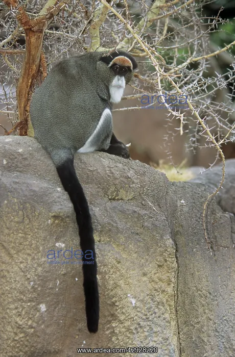 : De brazzaIs / DeBrazza's Guenon MONKEY : De brazzaIs / DeBrazza's Guenon MONKEY