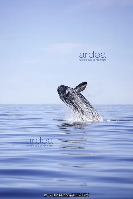 : Breaching of a Southern right whale, Eubalaena australis : Breaching of a Southern right whale, Eubalaena australis