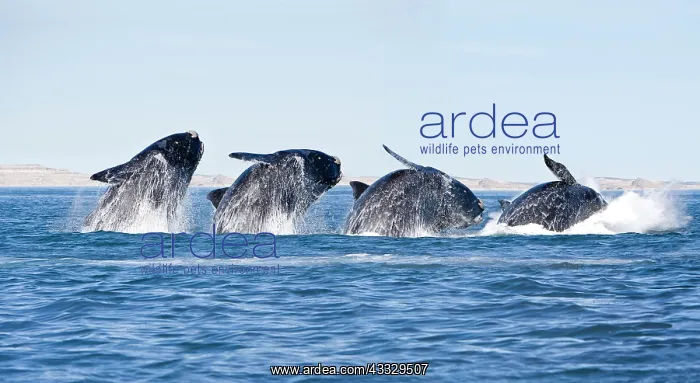 : Breaching's sequence of a Southern right whale : Breaching's sequence of a Southern right whale