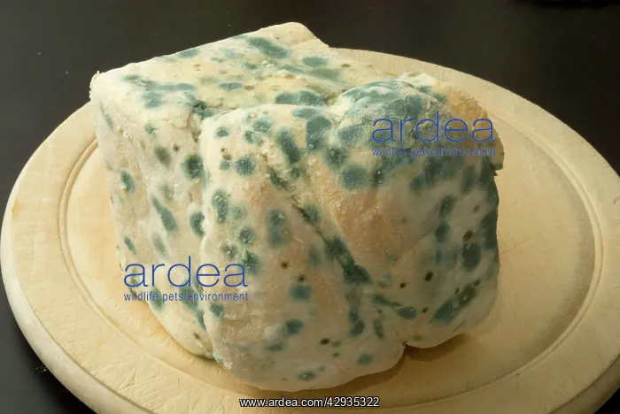 : Bread - mould growing on stale white bread : Bread - mould growing on stale white bread