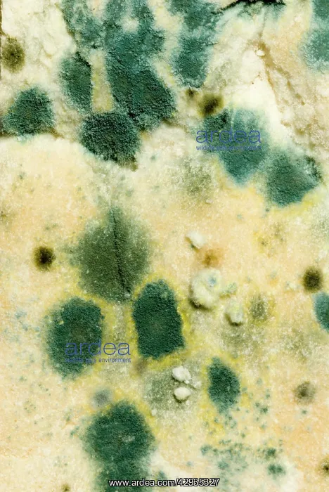 : Bread - mould growing on stale white bread, close up : Bread - mould growing on stale white bread, close up