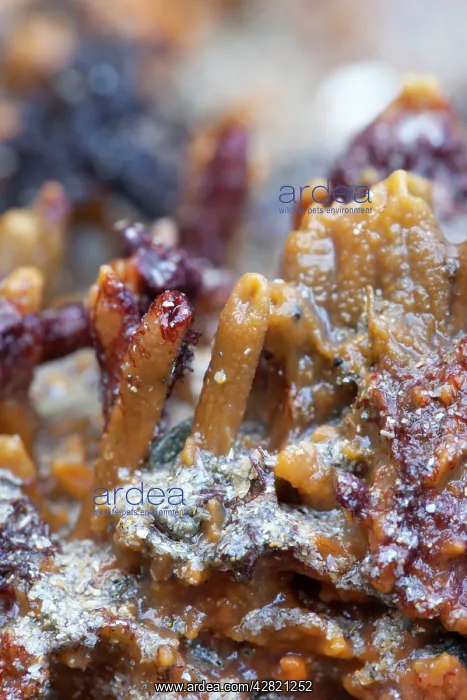 : Breadcrumb Sponge : Breadcrumb Sponge