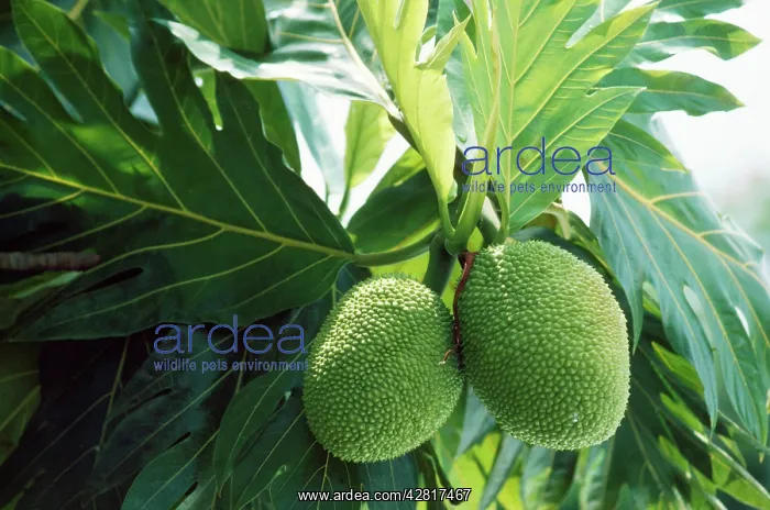  : BREADFRUIT