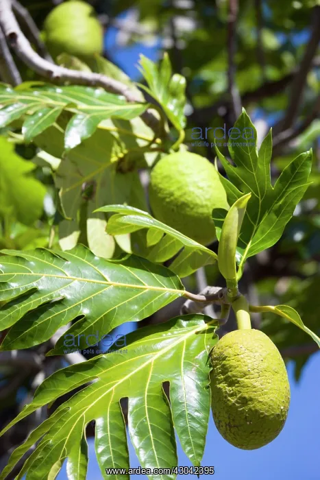 : Breadfruit : Breadfruit