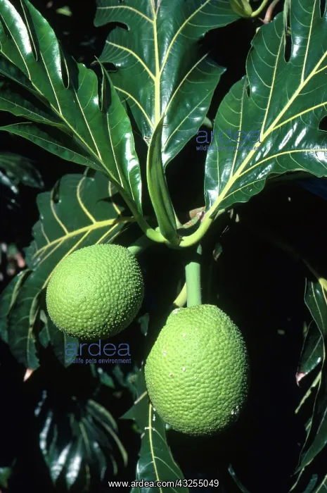 : Breadfruit : Breadfruit