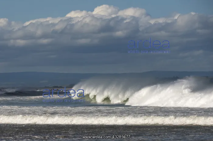 : Breaking waves, Molyneux Bay, Kaka Point, The C : Breaking waves, Molyneux Bay, Kaka Point, The C
