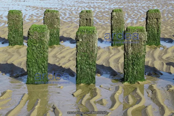 : Breakwaters at the Dutch coast at low tide, The : Breakwaters at the Dutch coast at low tide, The