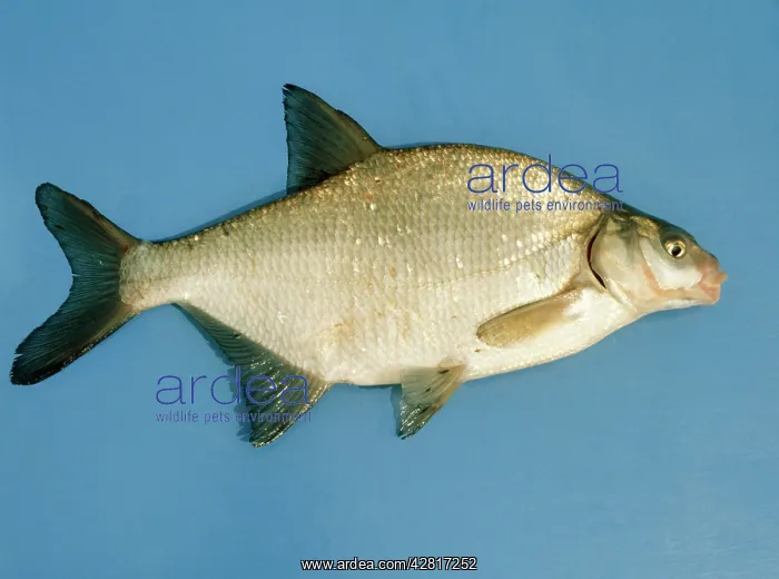  : BREAM