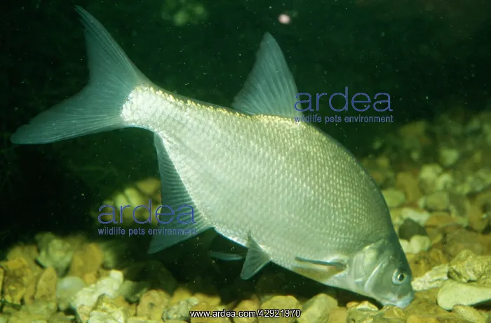 : BREAM - EATING FROM STONES : BREAM - EATING FROM STONES