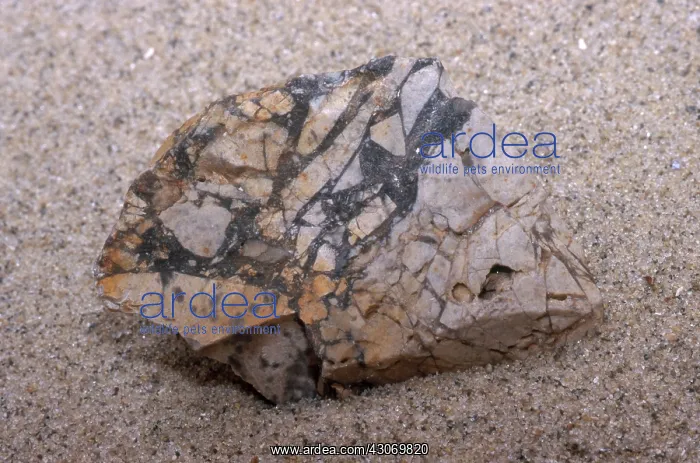 : Breccia, a sedimentary rock formed when the ceiling of a cave collapsed : Breccia, a sedimentary rock formed when the ceiling of a cave collapsed