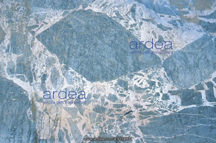 : Breccia. Spectacular carbonate breccia with calcite infilling : Breccia. Spectacular carbonate breccia with calcite infilling
