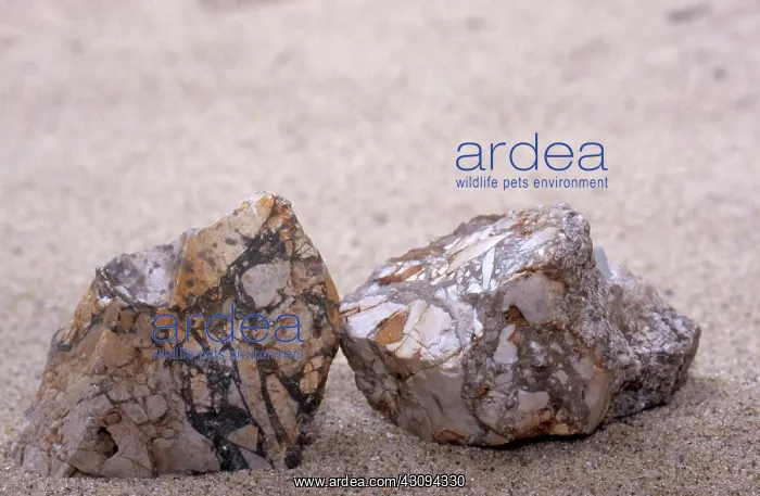 : Breccia. Limestone breccia, a sedimentary rock formed when the ceiling of a cave collapsed : Breccia. Limestone breccia, a sedimentary rock formed when the ceiling of a cave collapsed