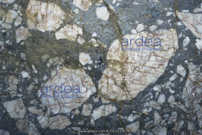 : Breccia in Titus Canyon, Death Valley National Park, California : Breccia in Titus Canyon, Death Valley National Park, California