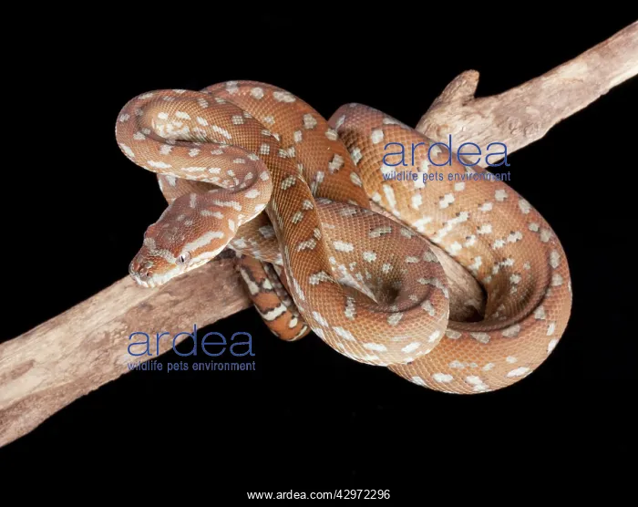 : Bredl Python : Bredl Python