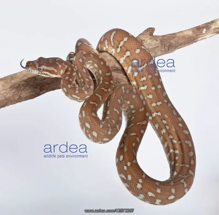 : Bredl Python : Bredl Python