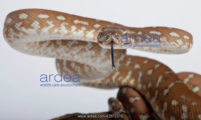 : Bredl Python - intimidation posture : Bredl Python - intimidation posture