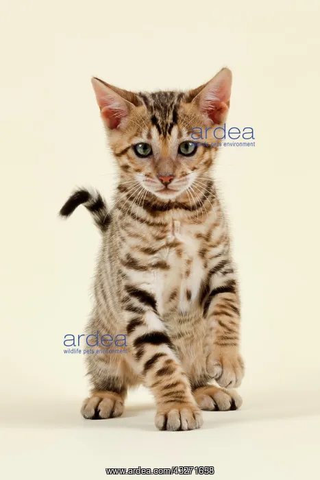 : Breed cat Toyger (Felis silvestris catus), age 9 : Breed cat Toyger (Felis silvestris catus), age 9
