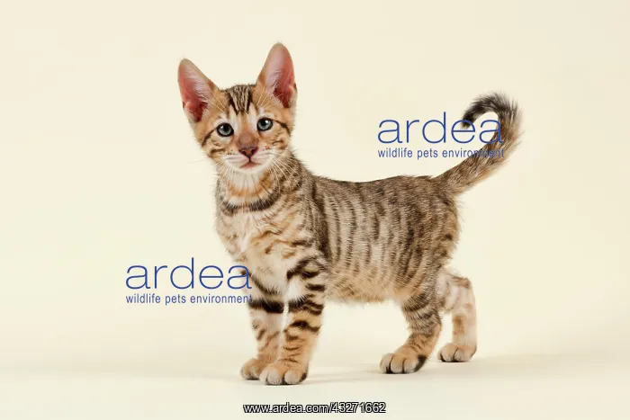: Breed cat Toyger (Felis silvestris catus), age 9 : Breed cat Toyger (Felis silvestris catus), age 9