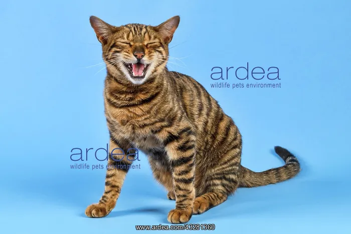 : Breed cat Toyger (Felis silvestris catus), female : Breed cat Toyger (Felis silvestris catus), female