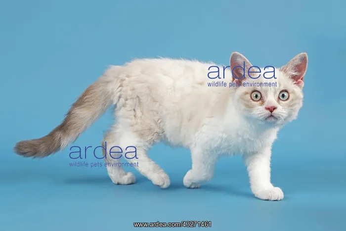: Breed Selkirk Rex Kitten, 10 weeks old, color blue : Breed Selkirk Rex Kitten, 10 weeks old, color blue