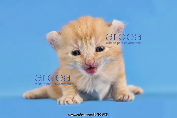 : Breedcat American Curl (Felis silvestris catus) : Breedcat American Curl (Felis silvestris catus)