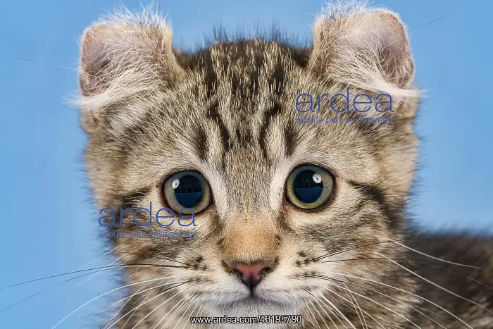 : Breedcat American Curl (Felis silvestris catus) : Breedcat American Curl (Felis silvestris catus)