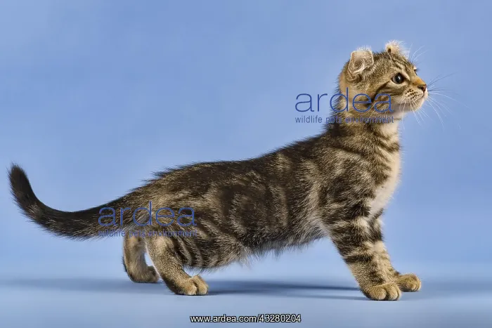 : Breedcat American Curl (Felis silvestris catus) : Breedcat American Curl (Felis silvestris catus)