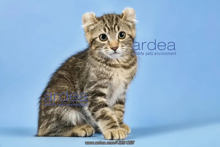 : Breedcat American Curl (Felis silvestris catus) : Breedcat American Curl (Felis silvestris catus)