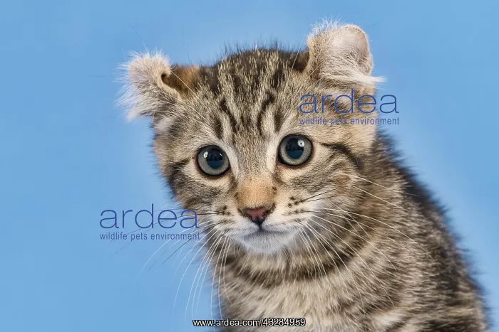 : Breedcat American Curl (Felis silvestris catus) : Breedcat American Curl (Felis silvestris catus)