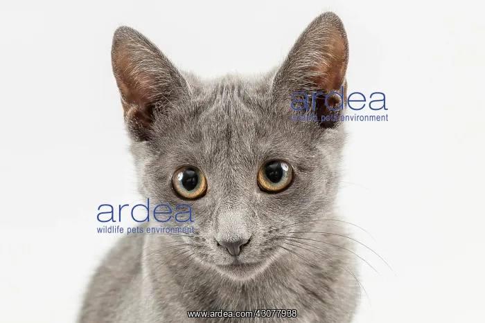  : Breedcat Russian Blue (Felis silvestris catus)