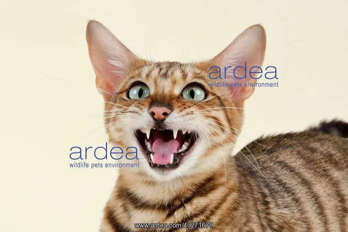 : Breedcat Toyger (Felis silvestris catus), grey black : Breedcat Toyger (Felis silvestris catus), grey black