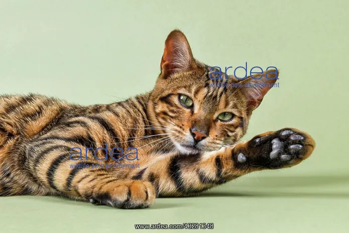 : Breedcat Toyger (Felis silvestris catus), female : Breedcat Toyger (Felis silvestris catus), female