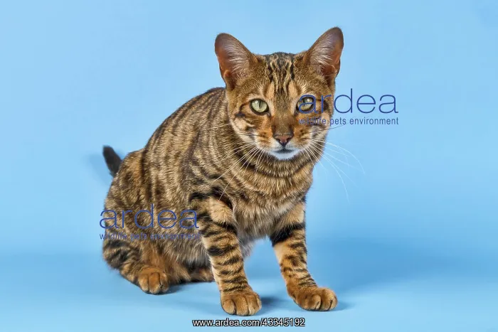 : Breedcat Toyger (Felis silvestris catus), female : Breedcat Toyger (Felis silvestris catus), female