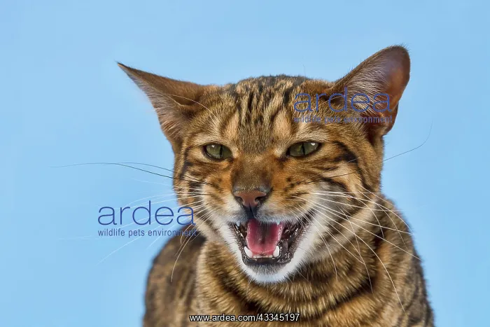 : Breedcat Toyger (Felis silvestris catus), female : Breedcat Toyger (Felis silvestris catus), female