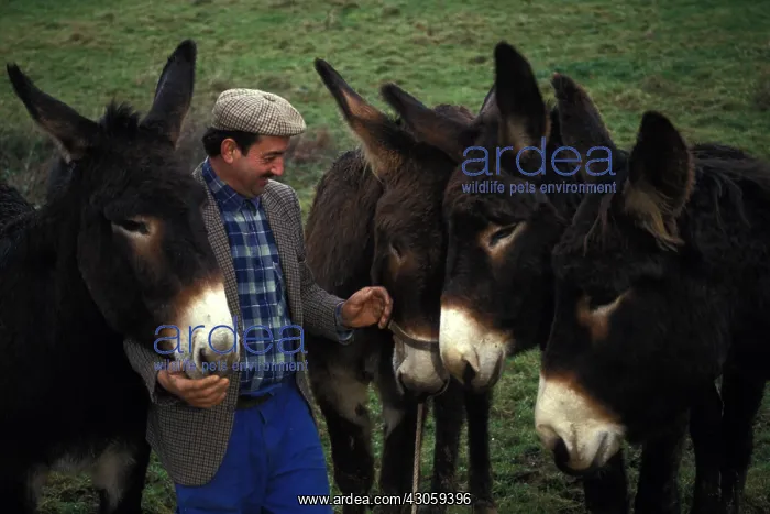 : Breeder of Asses Big Black Berry Indre France : Breeder of Asses Big Black Berry Indre France