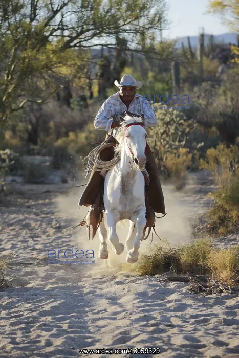 : Breeder cattle in Vizcaino Desert of Mexico : Breeder cattle in Vizcaino Desert of Mexico
