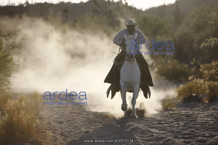  : Breeder cattle in Vizcaino Desert of Mexico