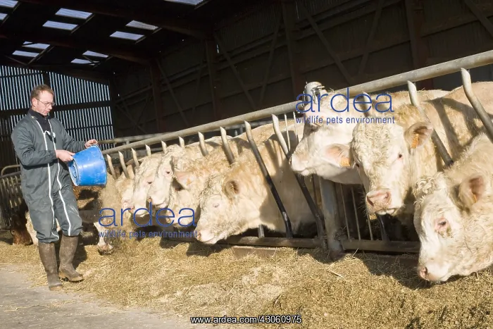  : Breeder feeding Bull-calves in a stalling France