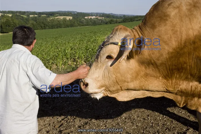 : Breeder holding a Blonde d'Aquitaine bull by a chain : Breeder holding a Blonde d'Aquitaine bull by a chain